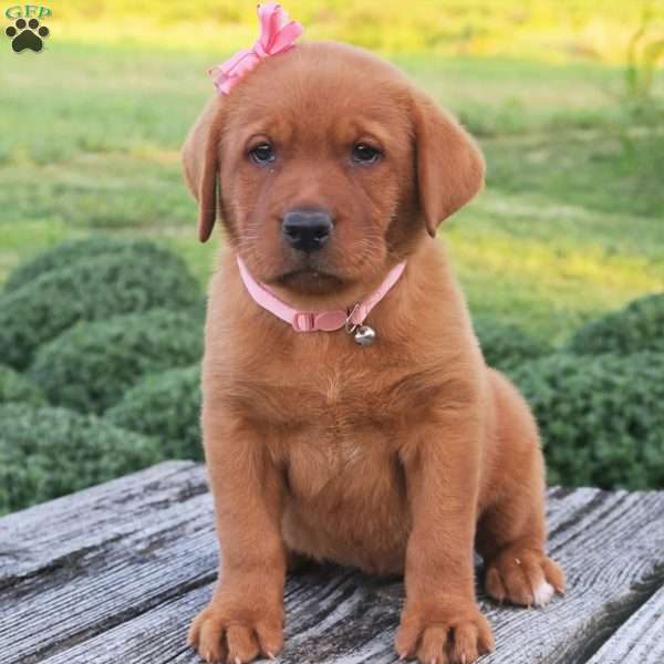 Montana, Fox Red Labrador Retriever Puppy